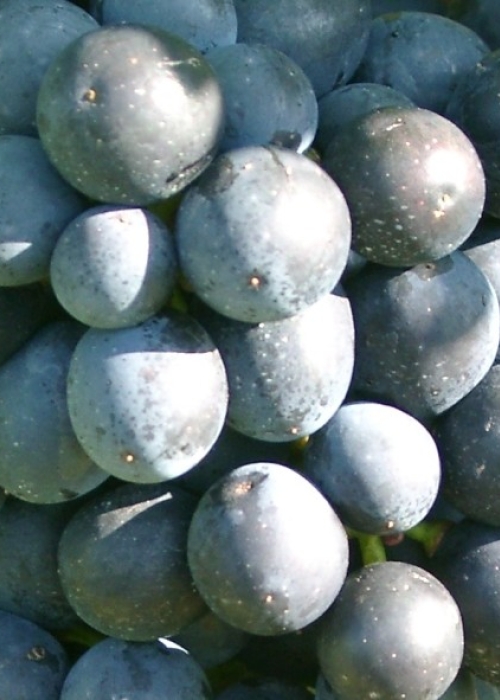 Bolero Beeren 2